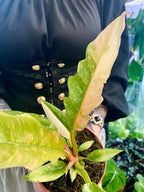 Philodendron Ring Of Fire fi12