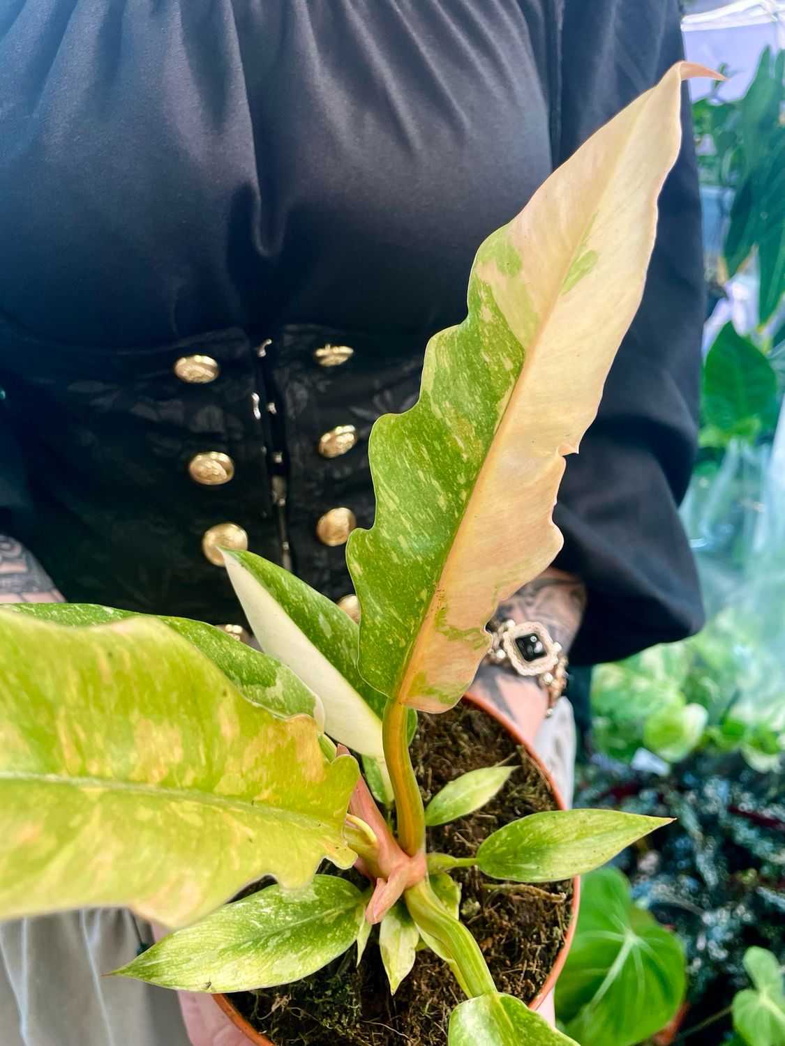 Philodendron Ring Of Fire fi12