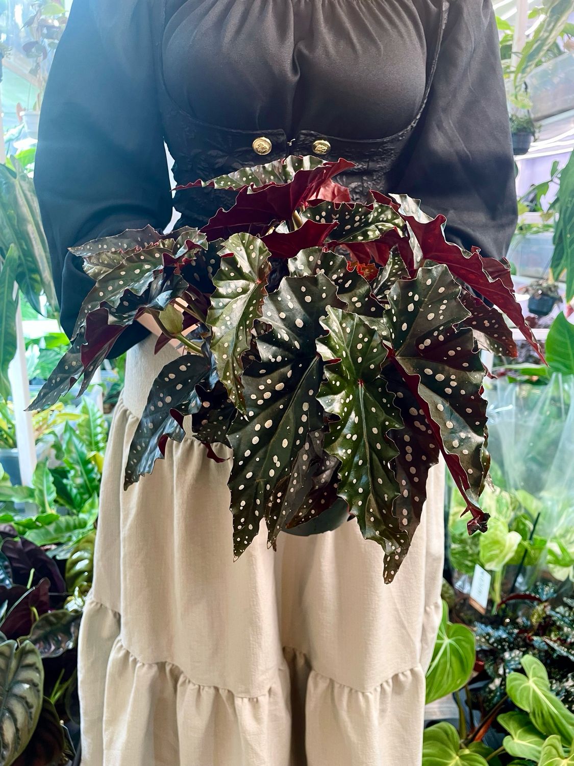 Begonia maculata Black Forest (crna točkasta begonija) fi14