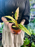 Philodendron Ring Of Fire fi12