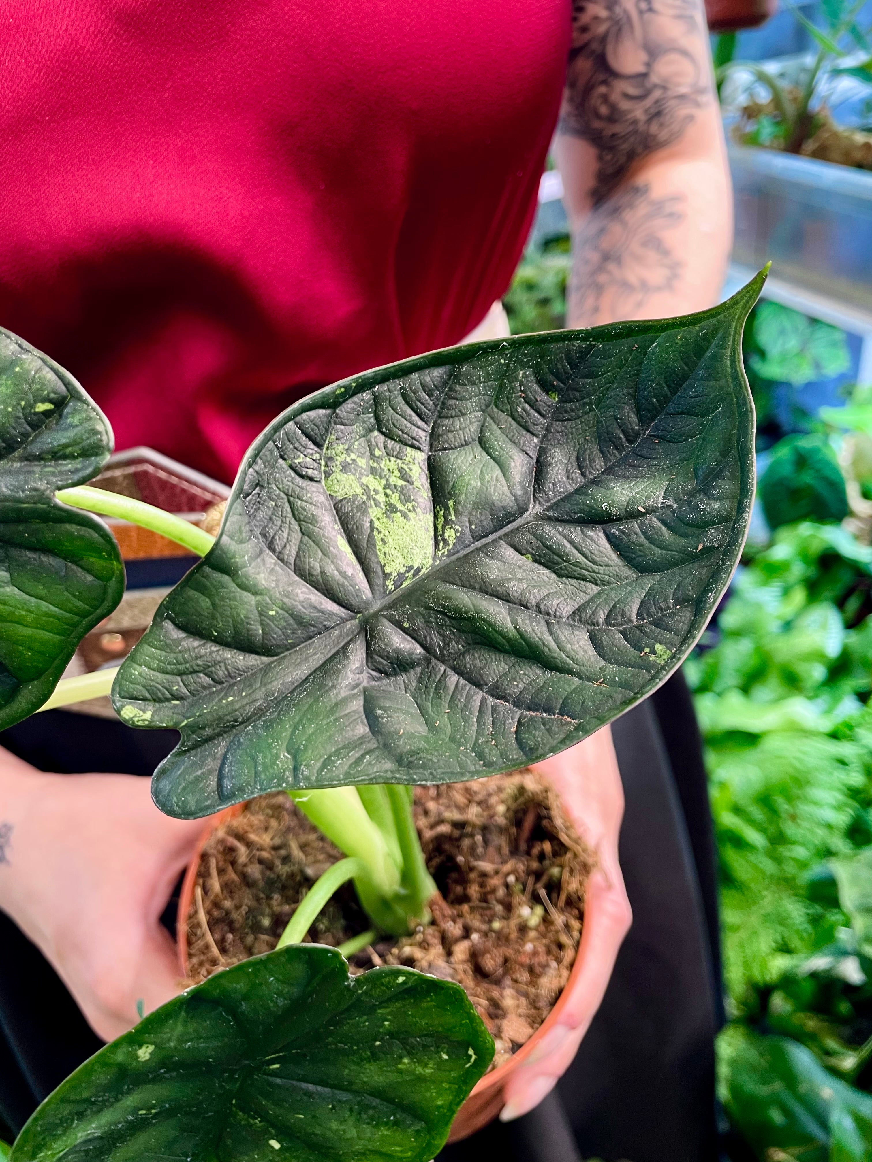 Alocasia Dragon Scale Variegata B grade