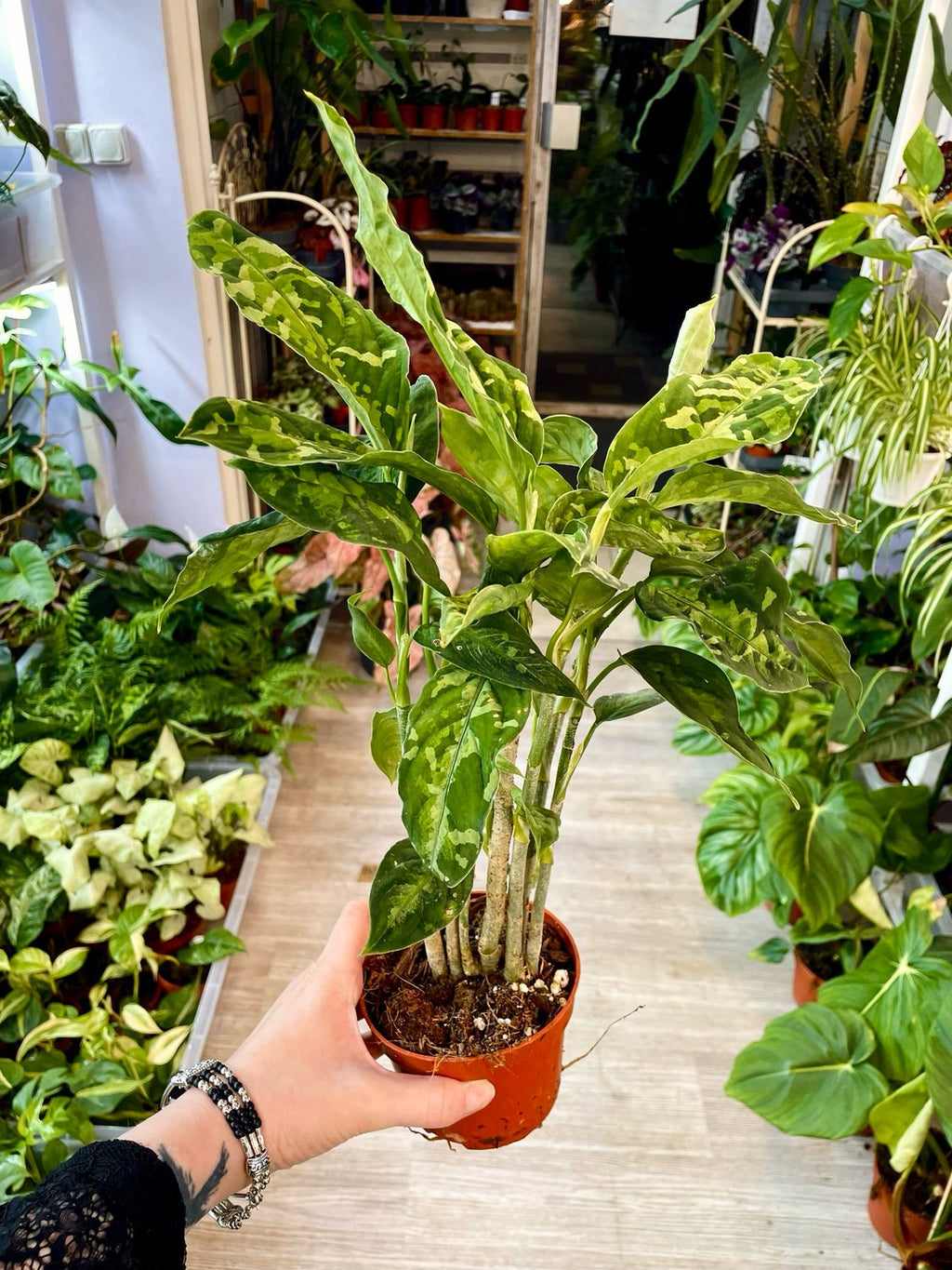 Aglaonema Pictum Tricolor fi10,5