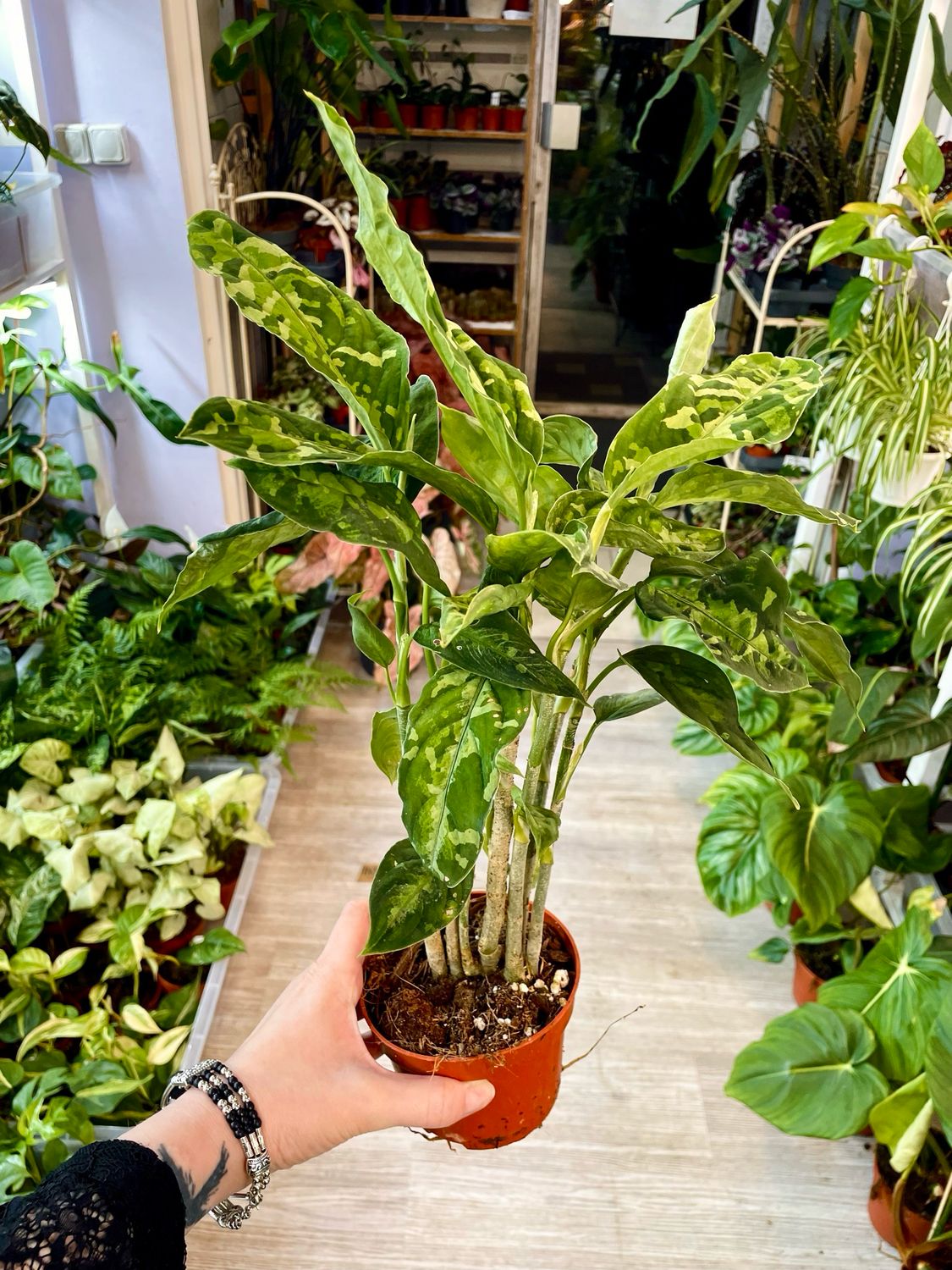 Aglaonema Pictum Tricolor fi10,5