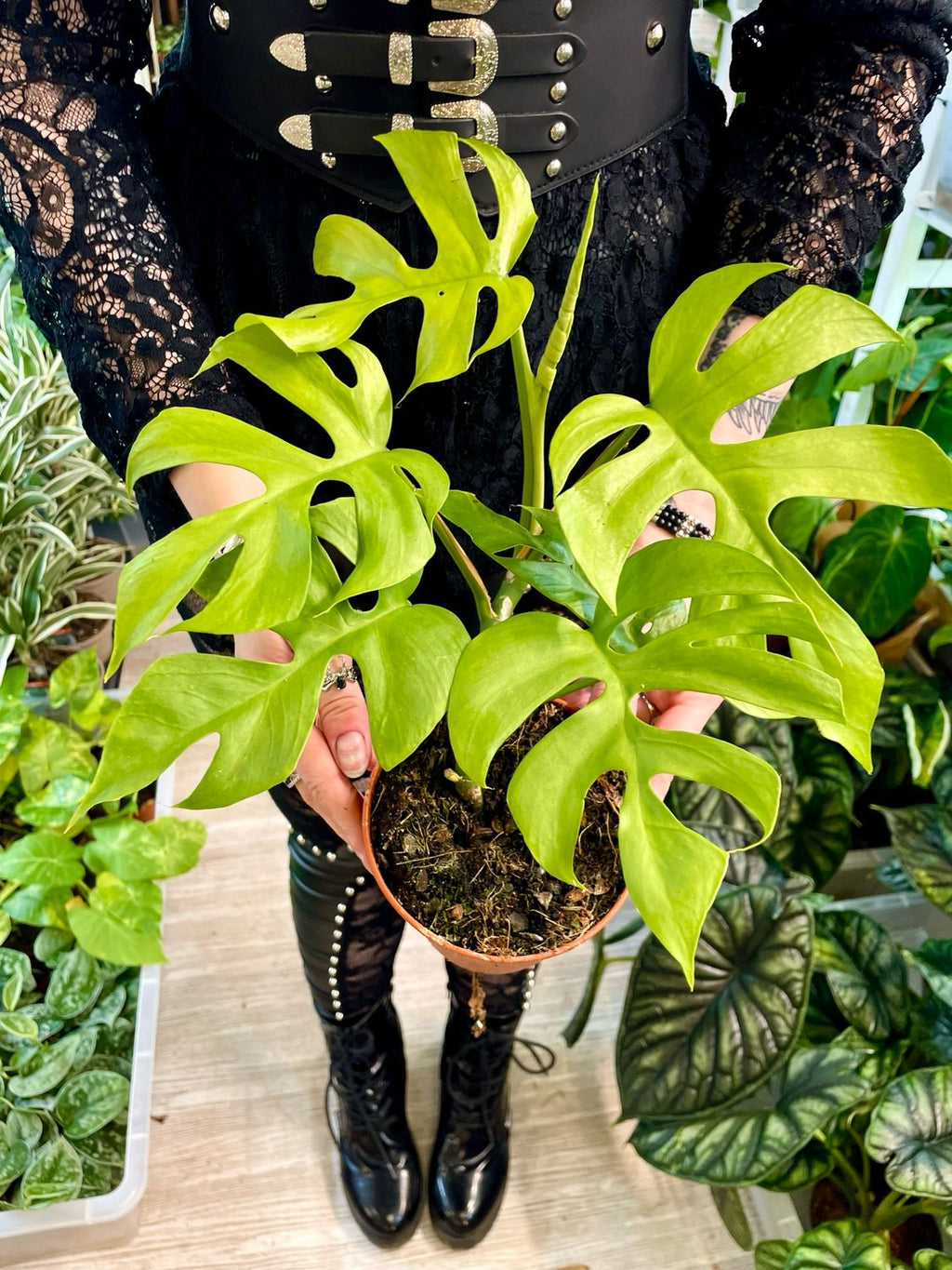 Rhaphidophora Tetrasperma Goldrush fi12