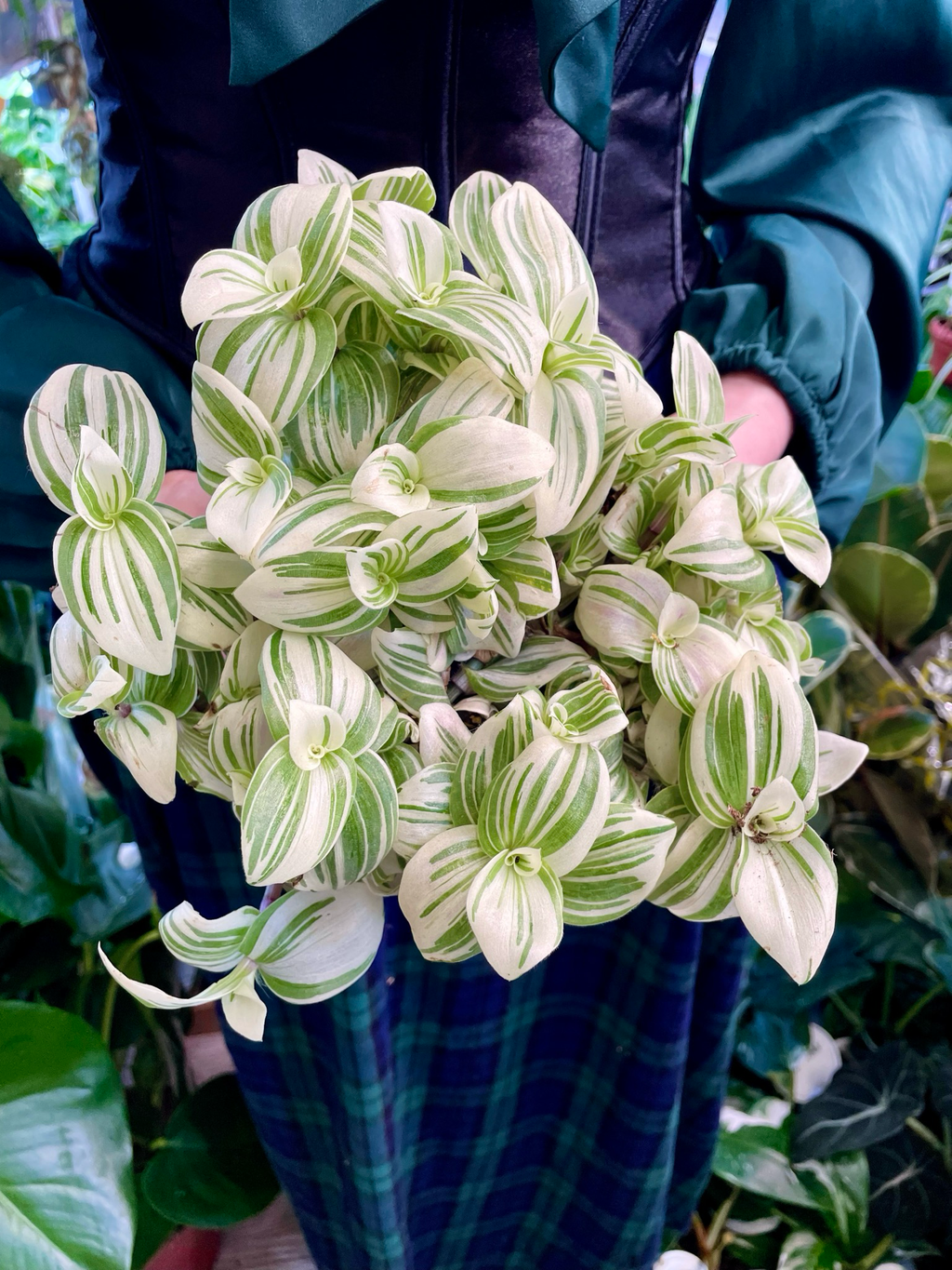Tradescantia Brightness fi12