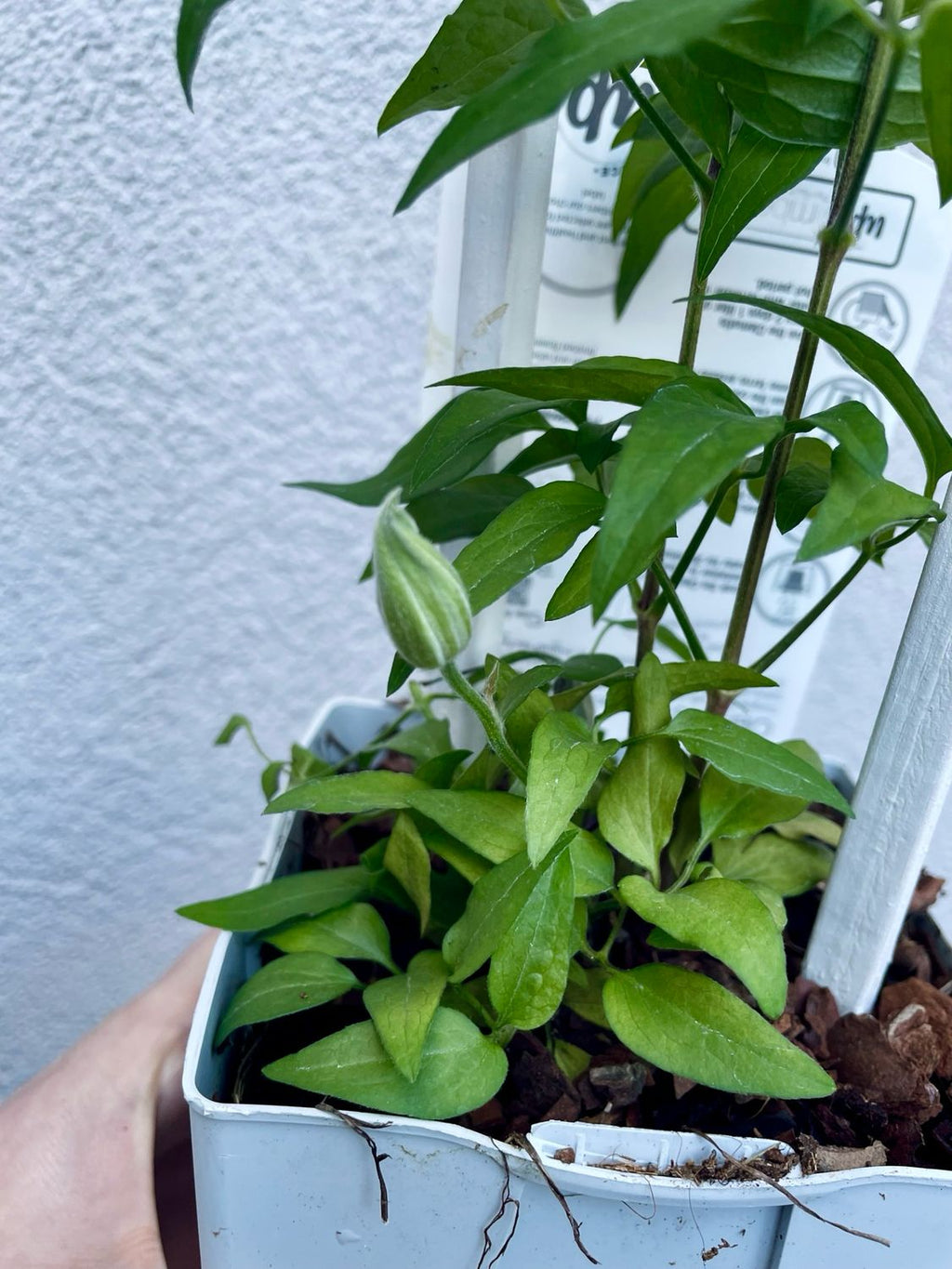 Clematis Integrifolia Fascination® fi17
