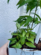 Clematis Integrifolia Fascination® fi17