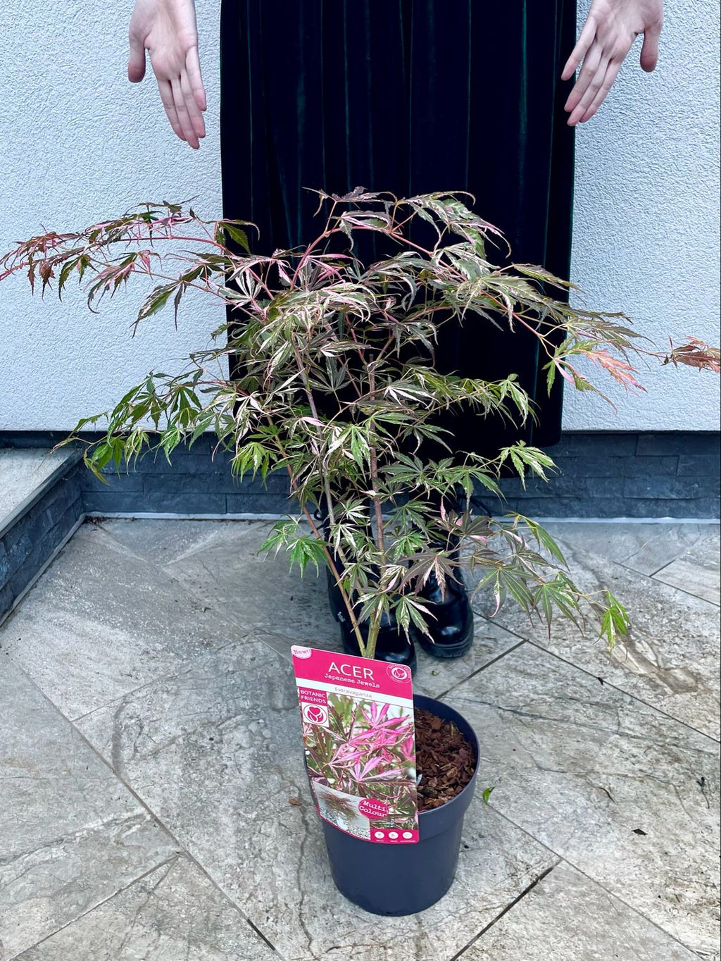 Acer palmatum extravaganza fi19
