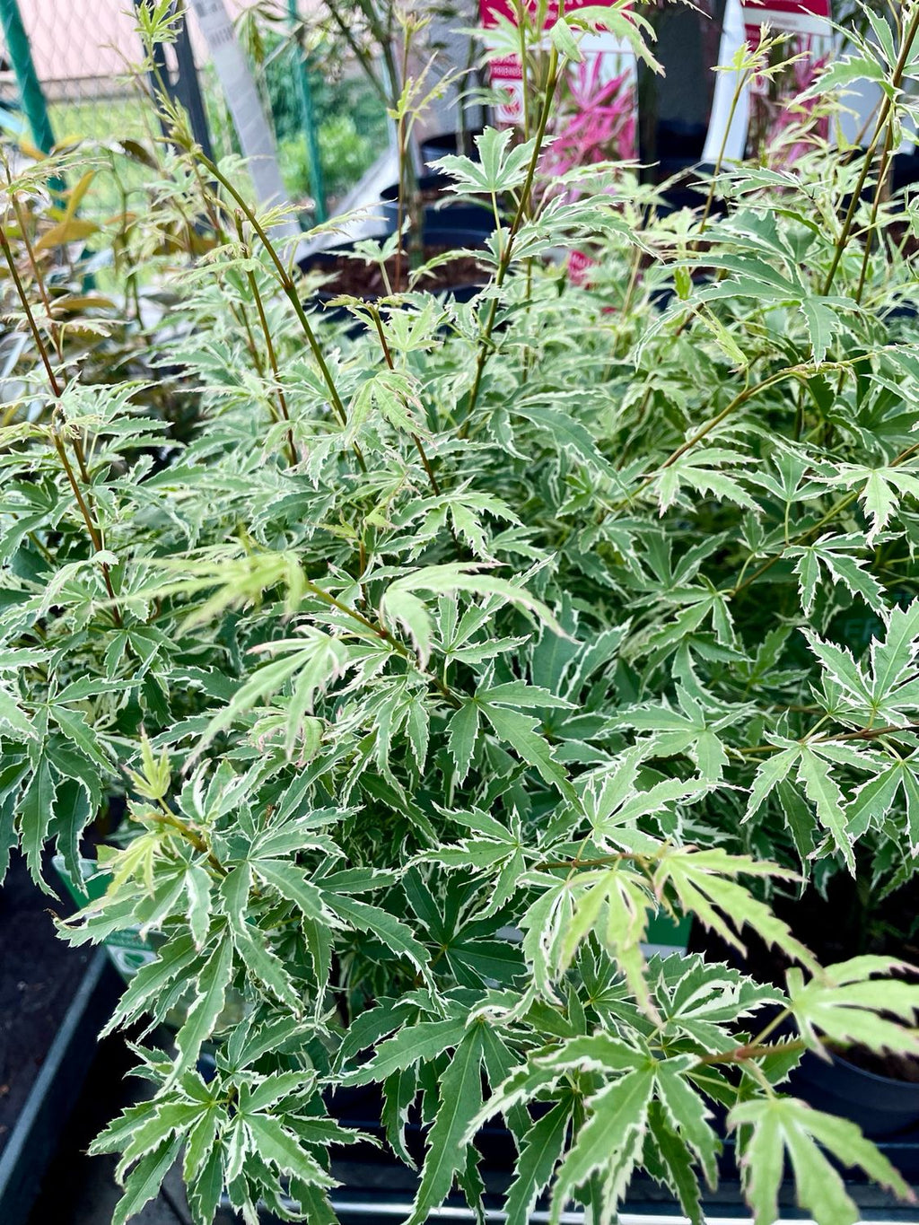 Acer palmatum butterfly fi15