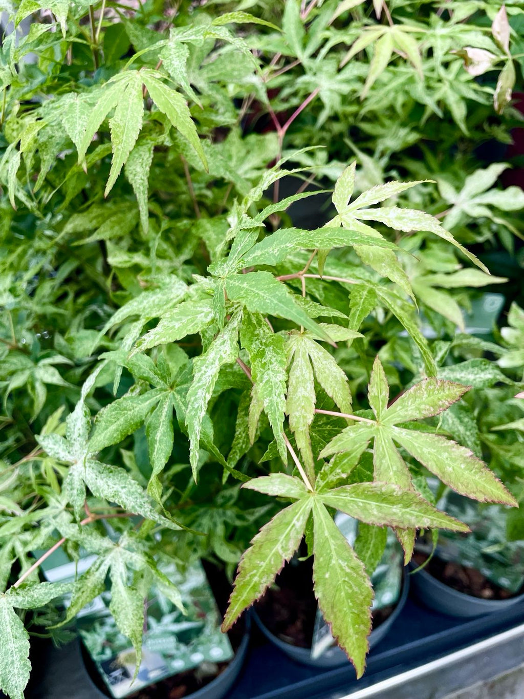 Acer palmatum ukigumo fi15