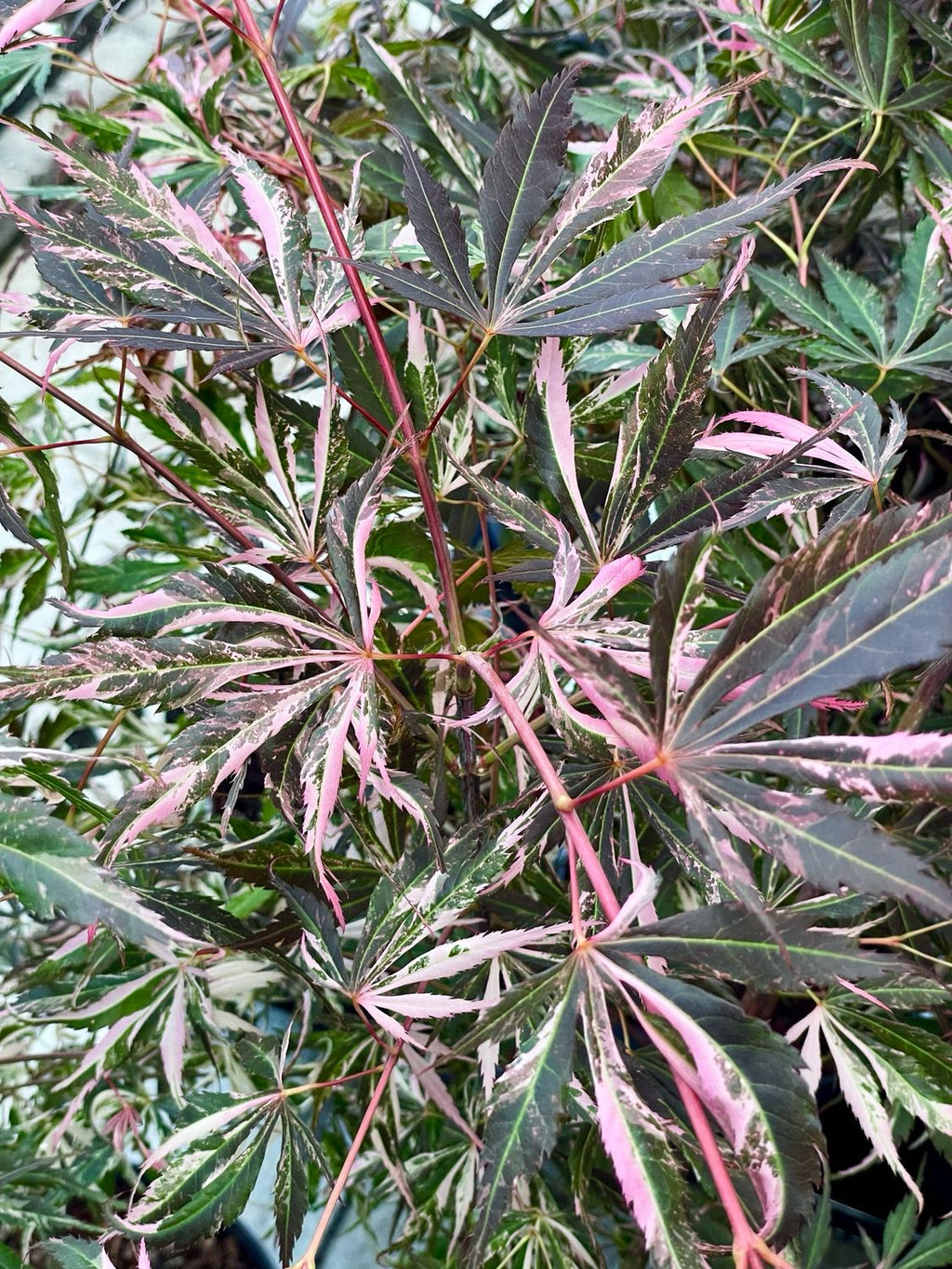Acer palmatum extravaganza fi19