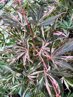 Acer palmatum extravaganza fi19