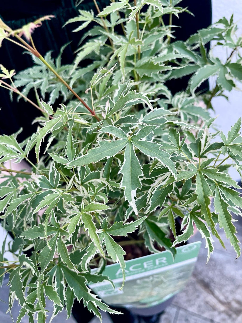 Acer palmatum butterfly fi15