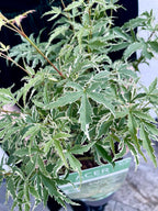 Acer palmatum butterfly fi15