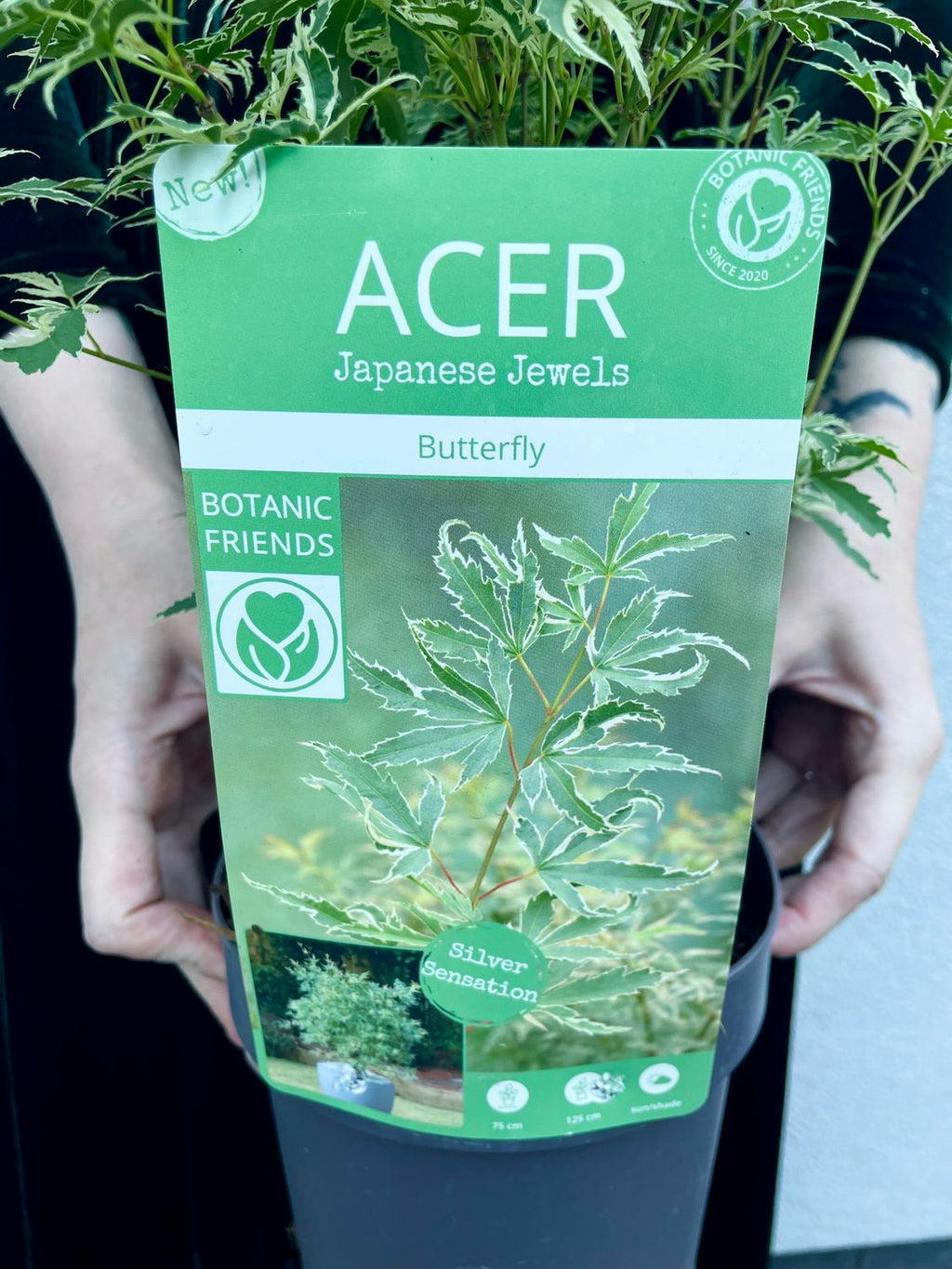 Acer palmatum butterfly fi15