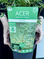Acer palmatum butterfly fi15