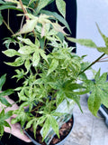 Acer palmatum ukigumo fi15