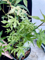 Acer palmatum ukigumo fi15