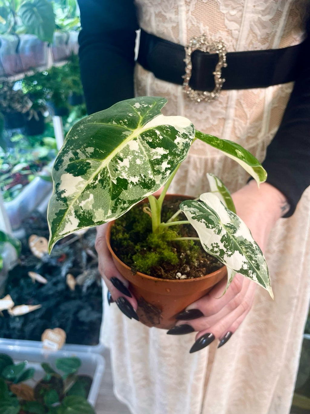 Alocasia Frydek Variegata fi18