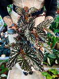 Begonia maculata spotlight dark fi14