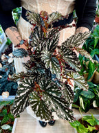 Begonia maculata spotlight dark fi14