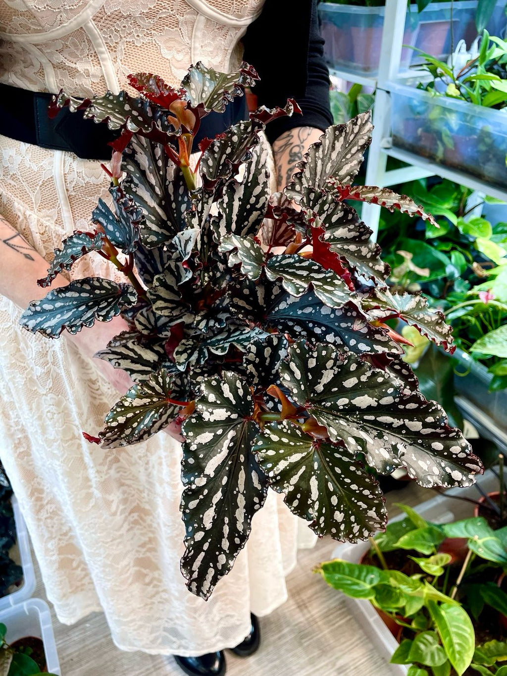 Begonia maculata spotlight dark fi14
