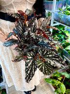 Begonia maculata spotlight dark fi14