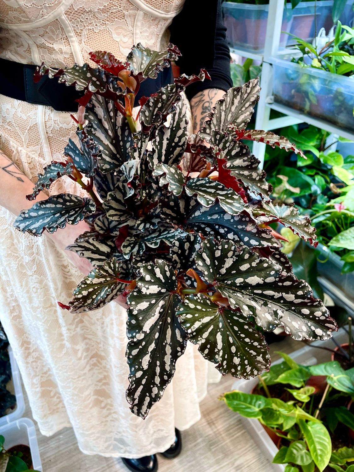 Begonia maculata spotlight dark fi14