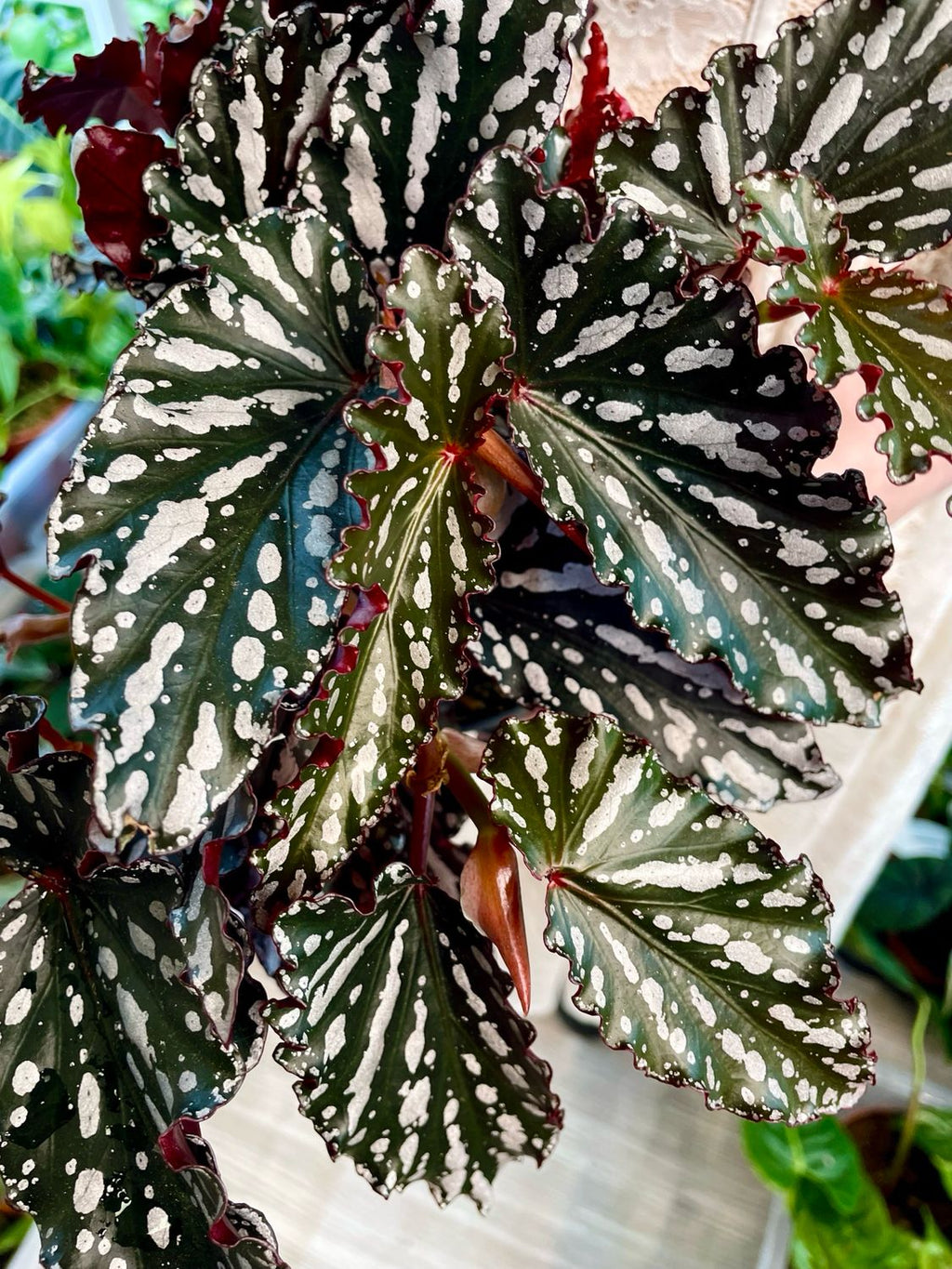 Begonia maculata spotlight dark fi14