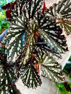 Begonia maculata spotlight dark fi14