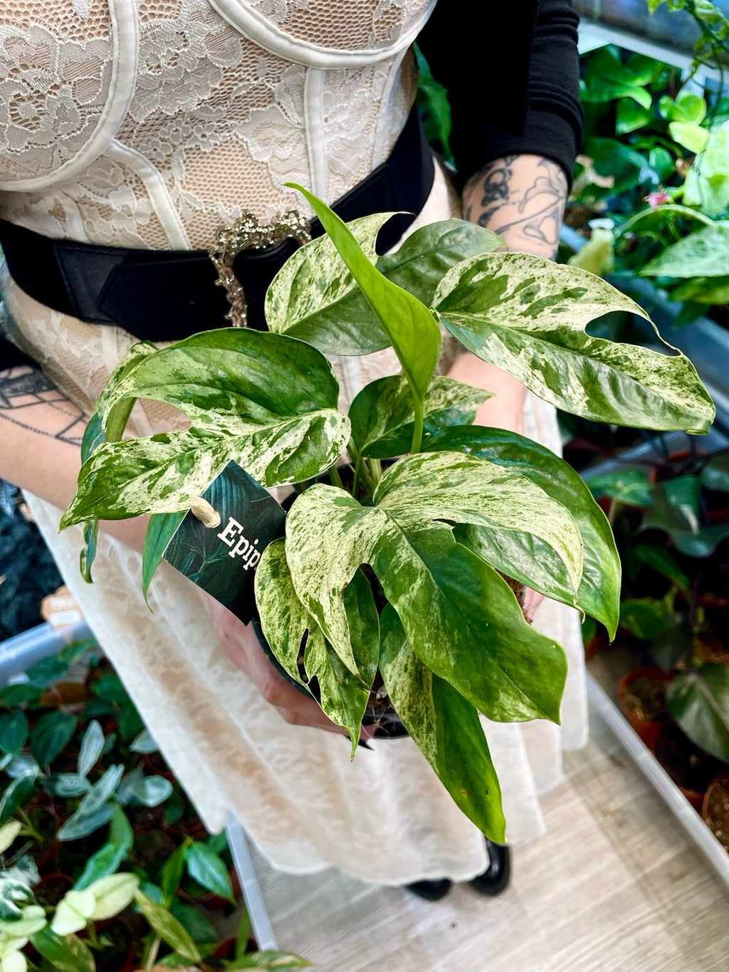 Epipremnum marble variegata Marble King fi12