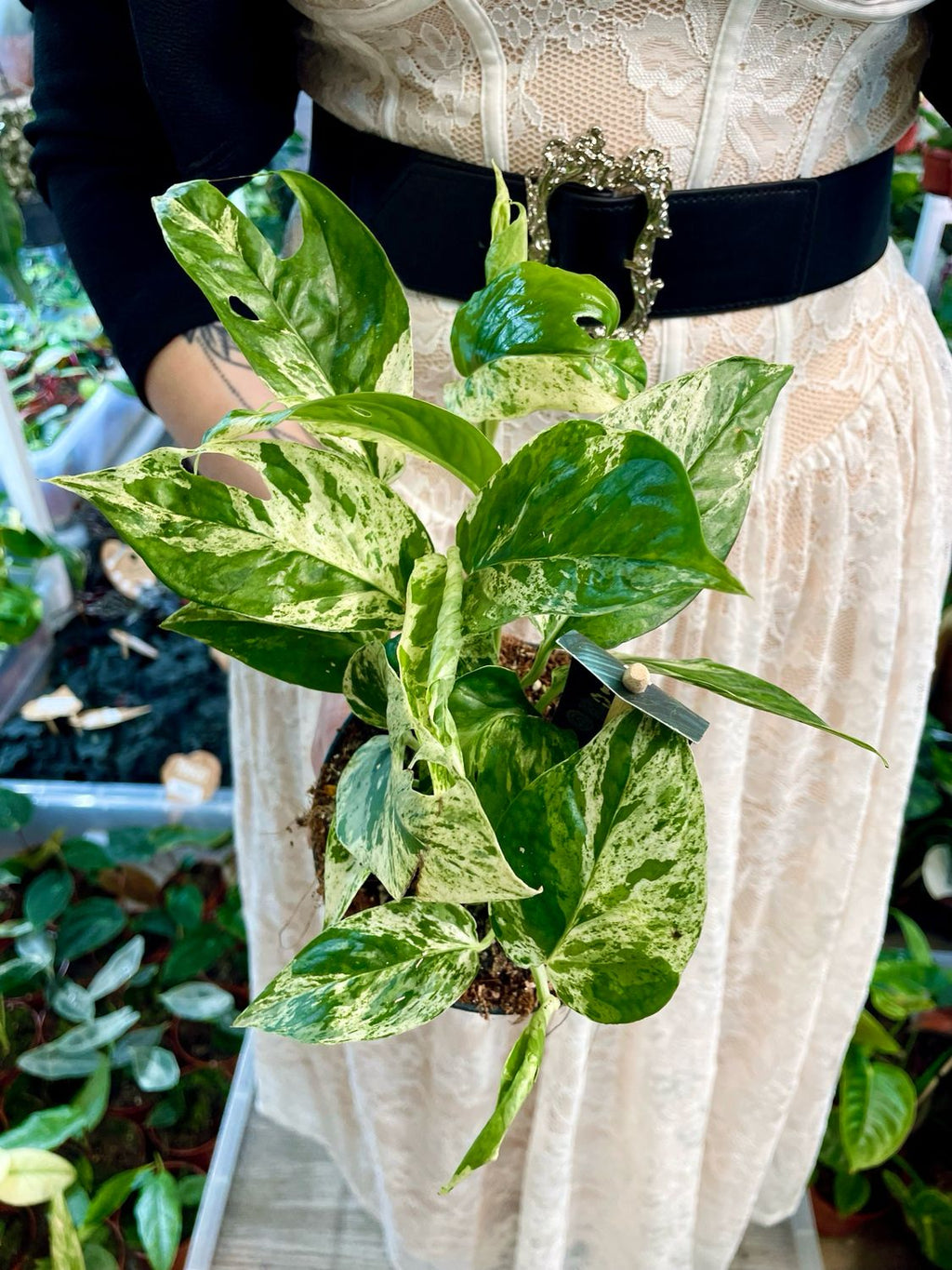 Epipremnum marble variegata Marble King fi12