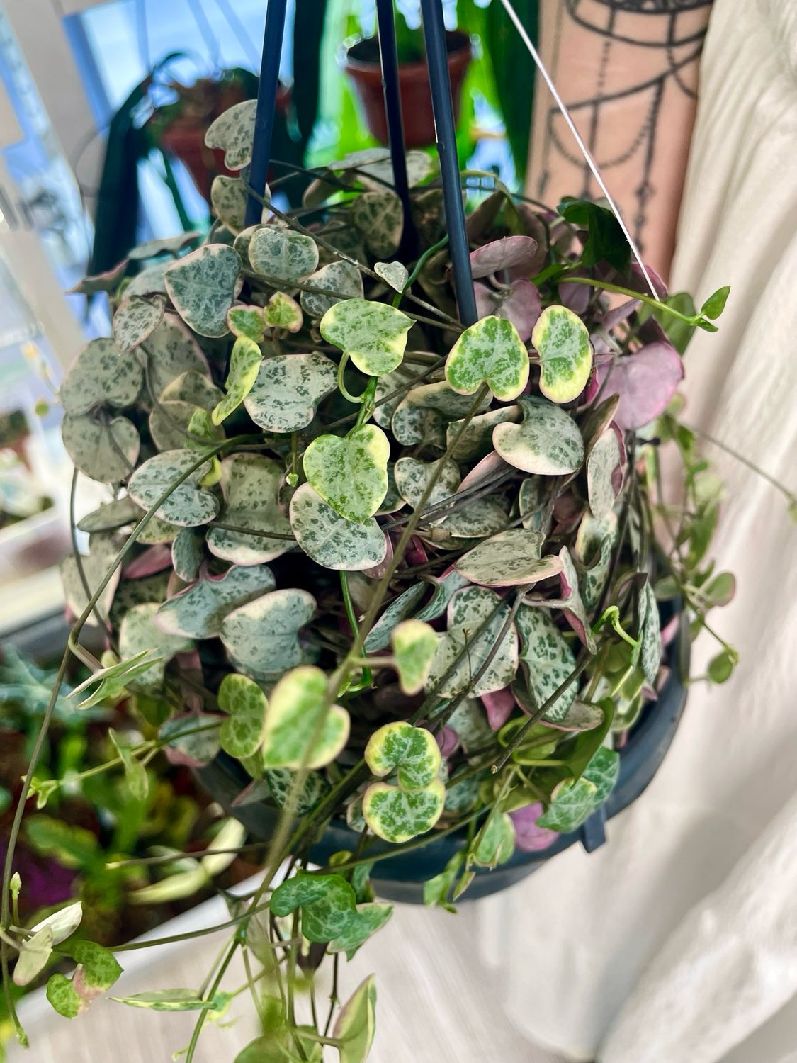 Ceropegia woodii String of Hearts variegated hanging plant, 14cm pot