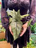Alocasia Heterophylla Dragons Breath fi14