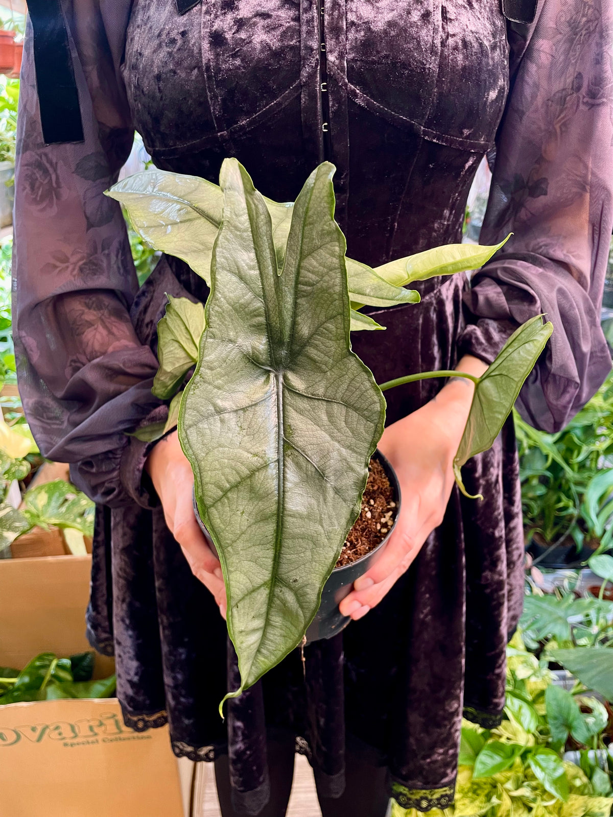 Alocasia Heterophylla Dragons Breath fi14