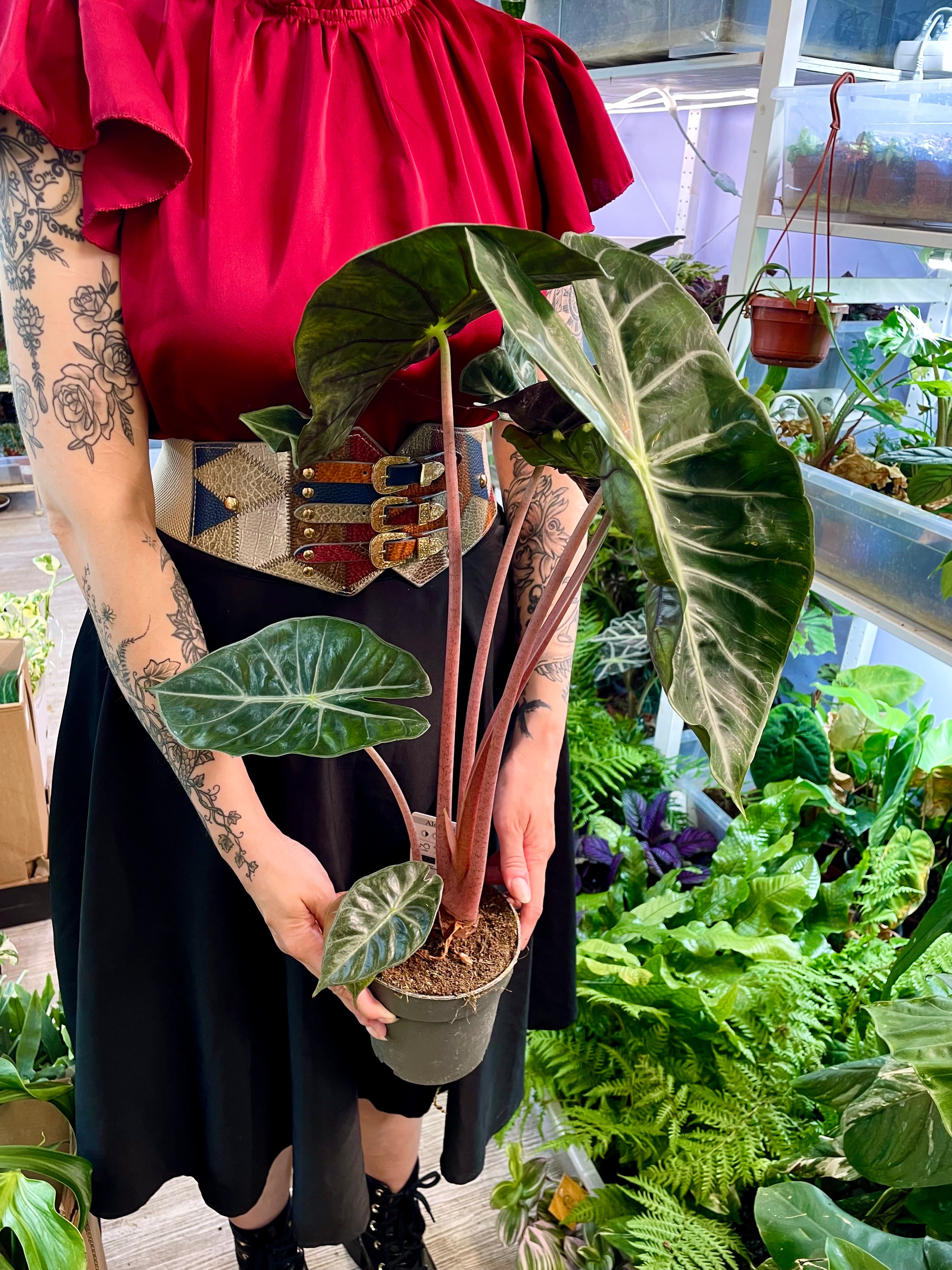 Alocasia Pink Dragon fi14