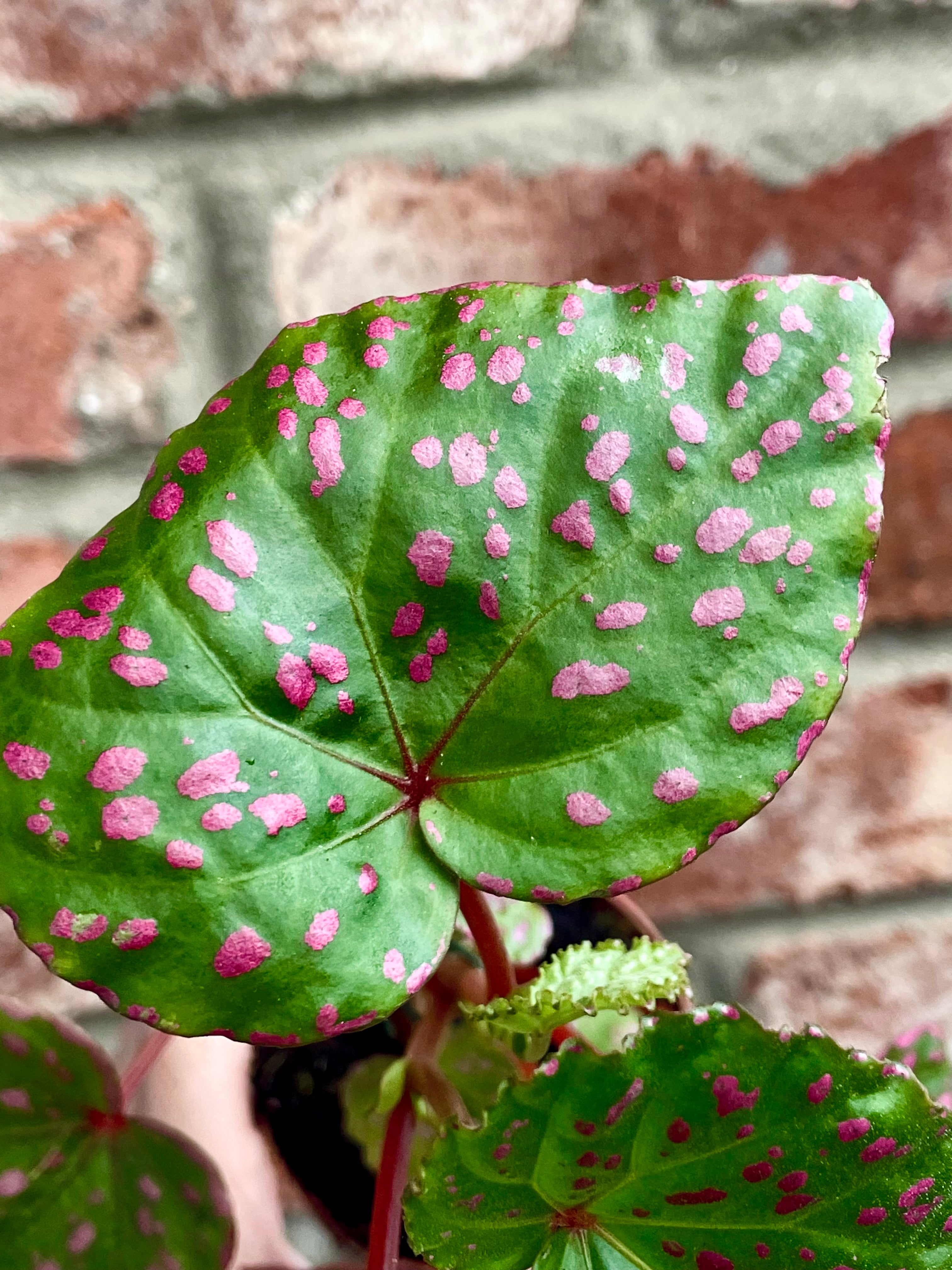 Begonia muara wahau fi8