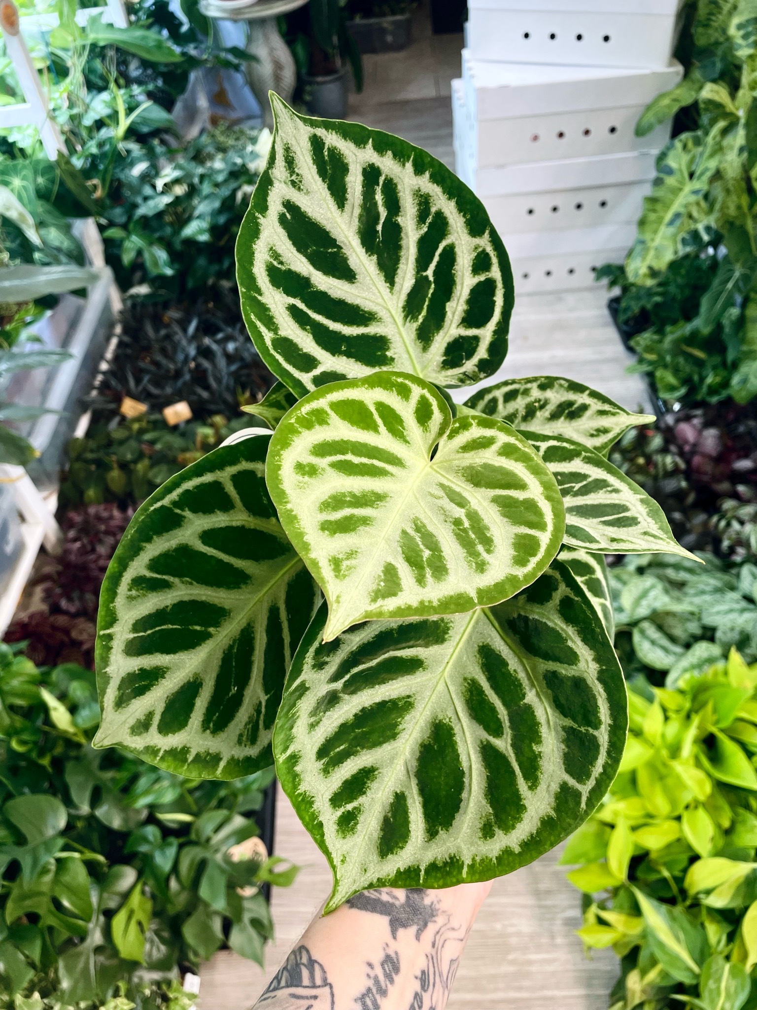 Anthurium Silver Blush fi12