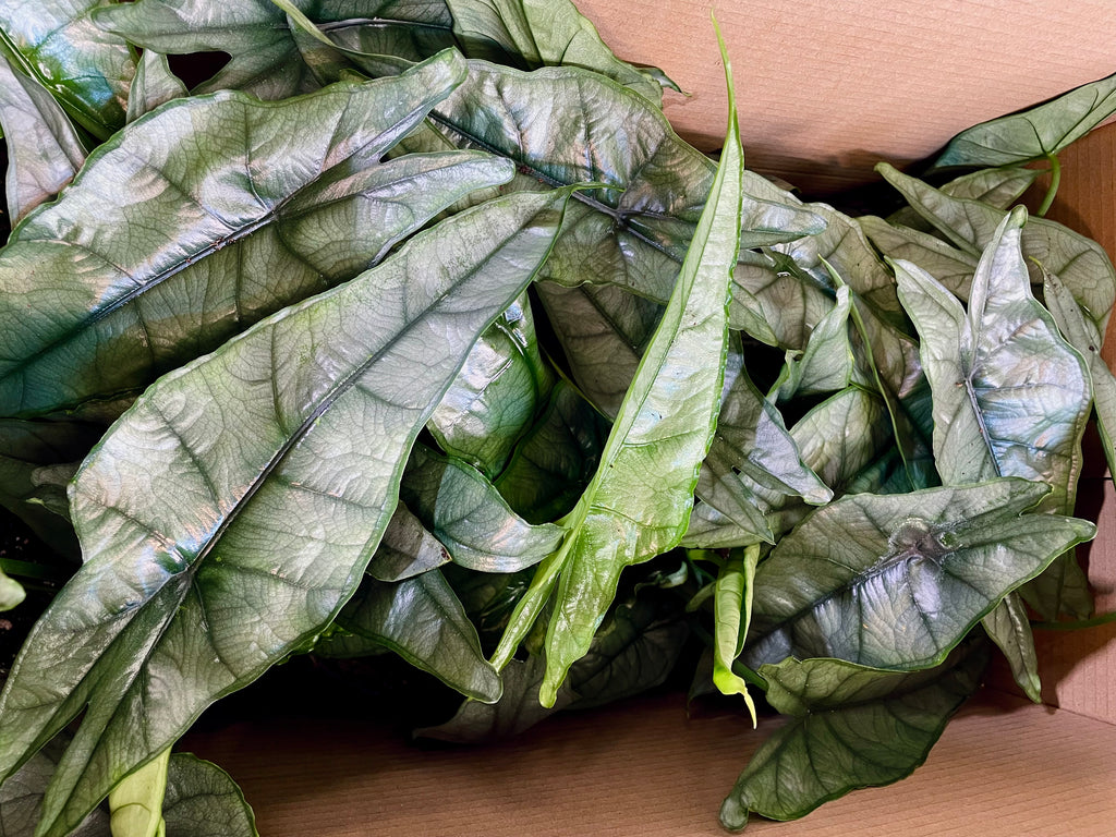 Alocasia Heterophylla Dragons Breath fi14