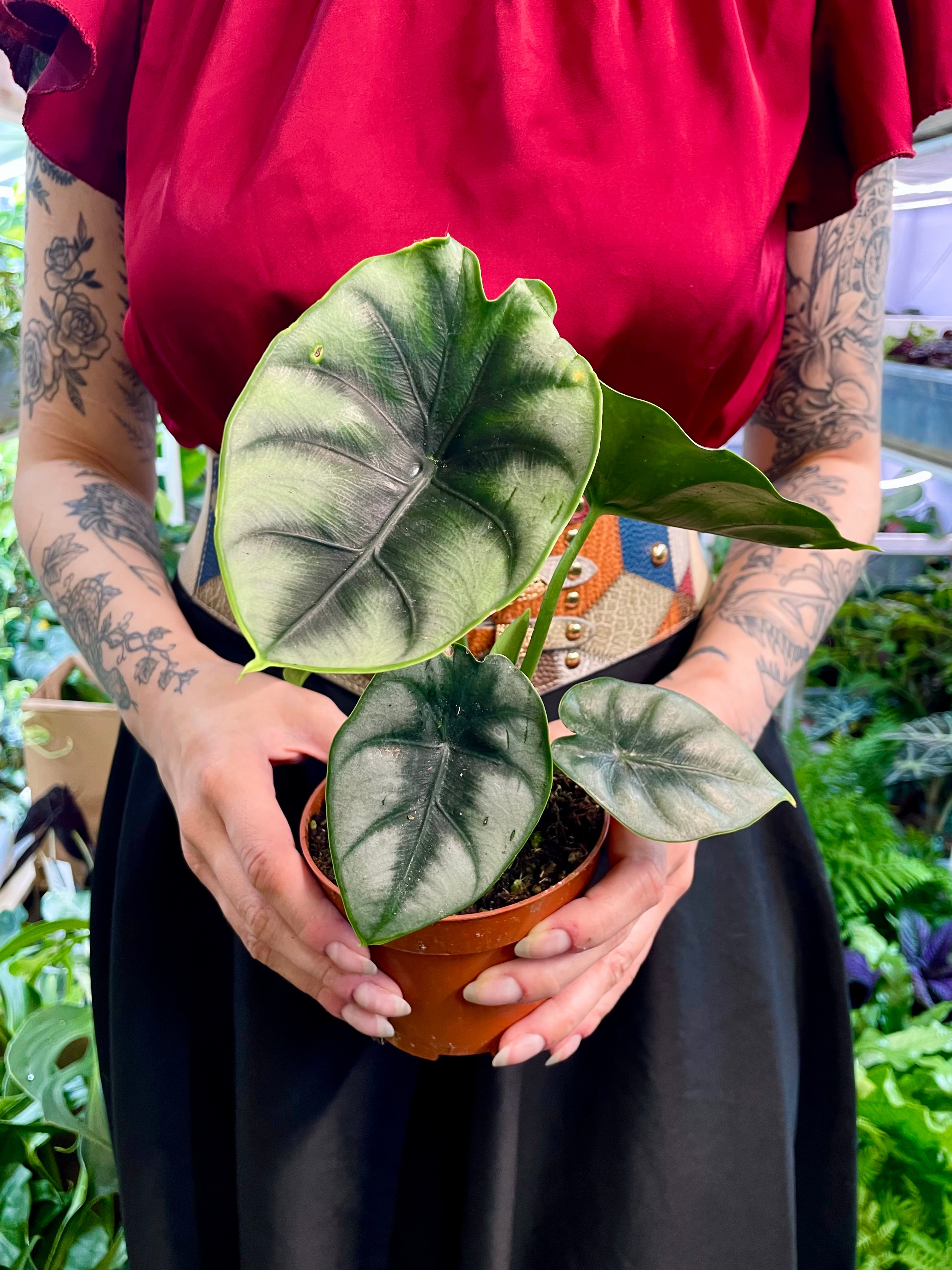 Alocasia Reversa fi10,50