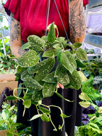 Scindapsus pictus fi15 visilica
