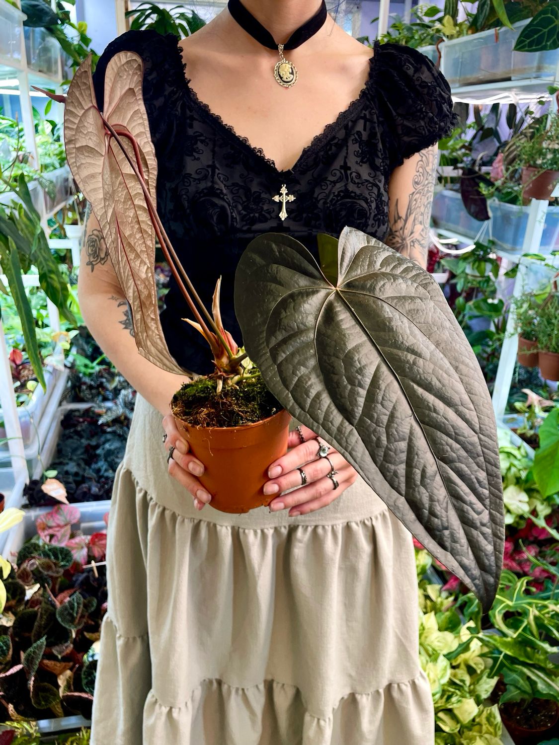 Anthurium Queen Of Hearts fi12