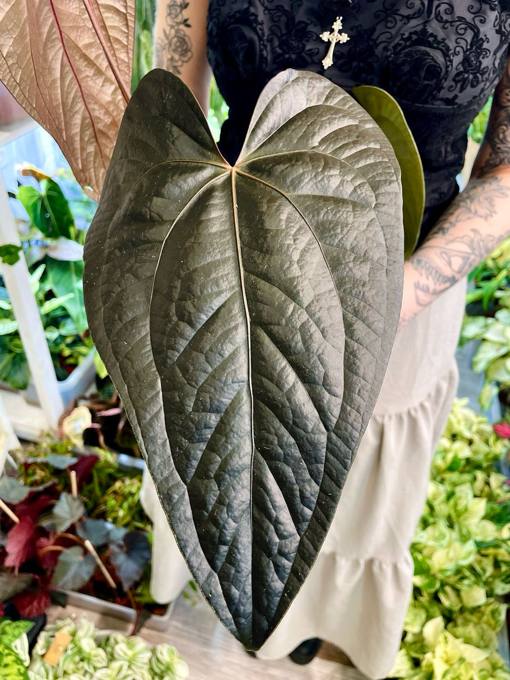Anthurium Queen Of Hearts fi12