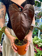Anthurium Queen Of Hearts fi12