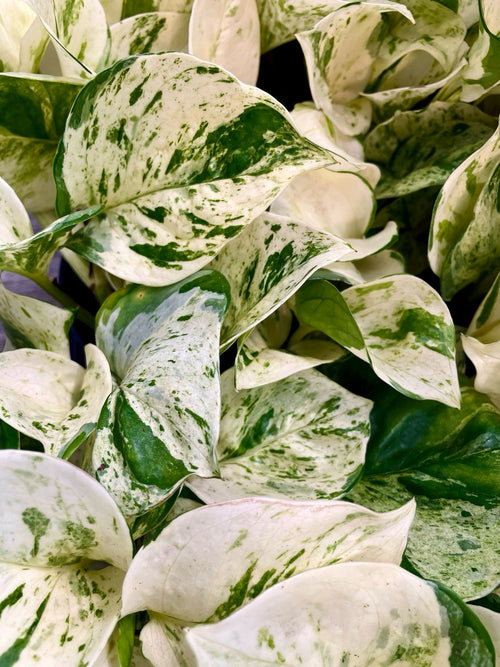 Epipremnum Aureum 'Happy Leaf' 'Manjula Pothos' fi12