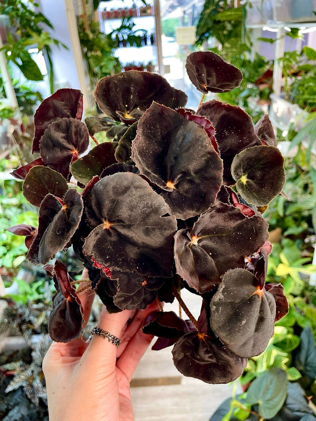Begonia rex Magic Conga fi12