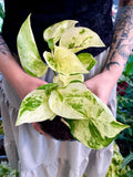Epipremnum Aureum 'Happy Leaf' 'Manjula Pothos' fi12