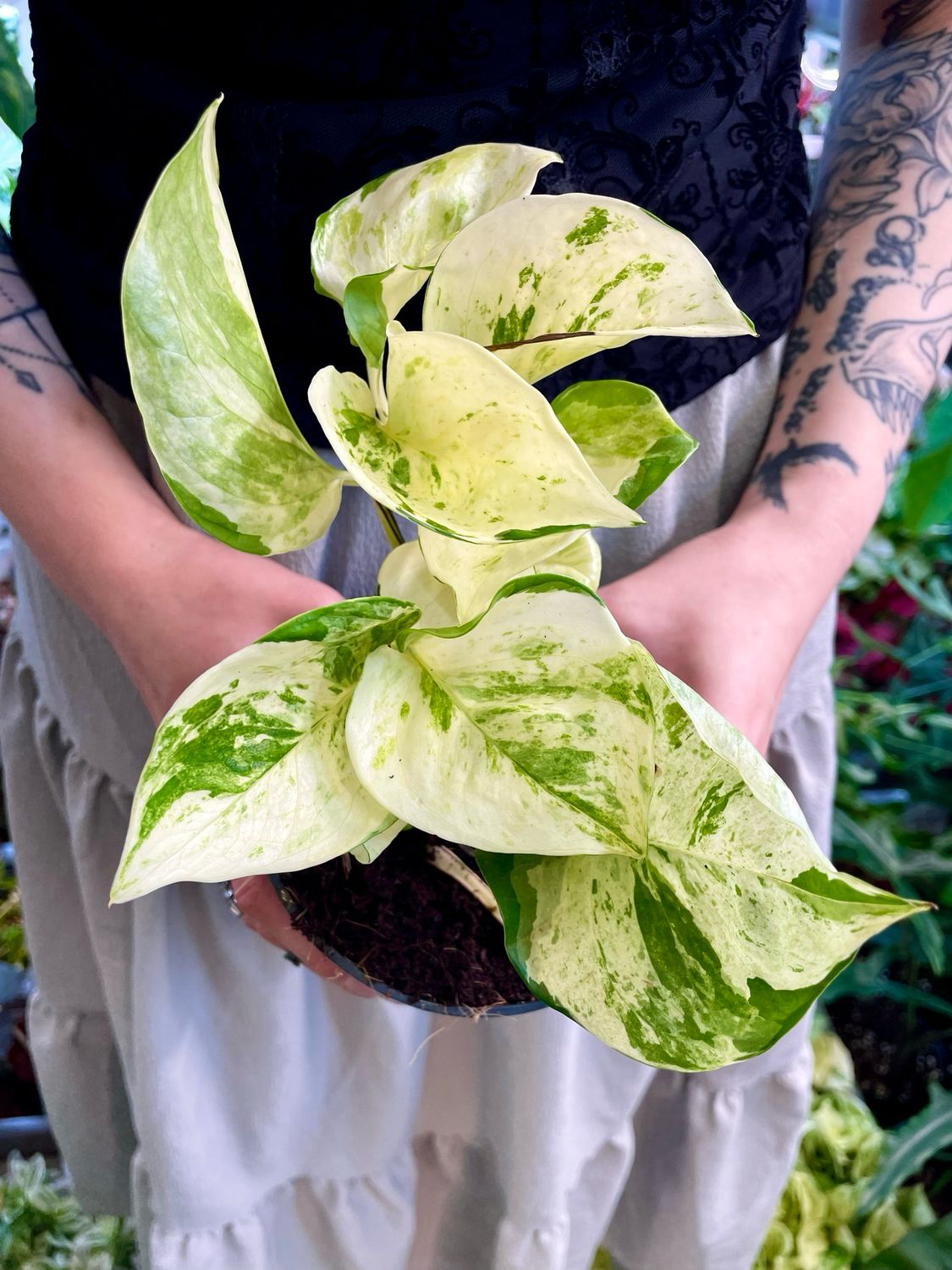 Epipremnum Aureum 'Happy Leaf' 'Manjula Pothos' fi12
