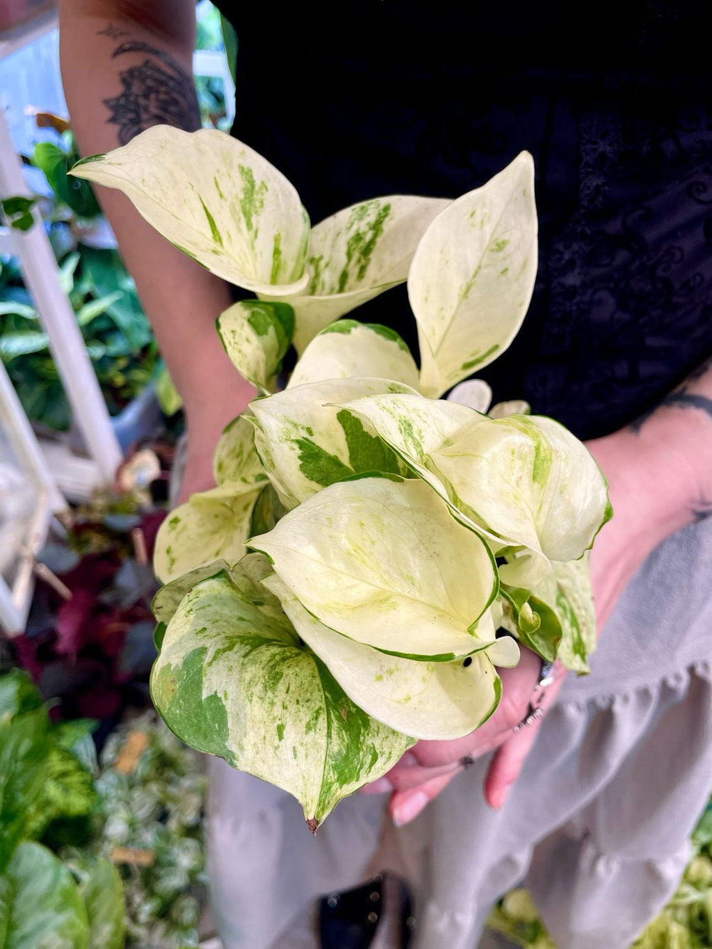 Epipremnum Aureum 'Happy Leaf' 'Manjula Pothos' fi12