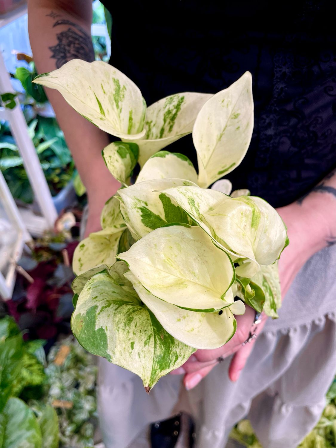 Epipremnum Aureum 'Happy Leaf' 'Manjula Pothos' fi12